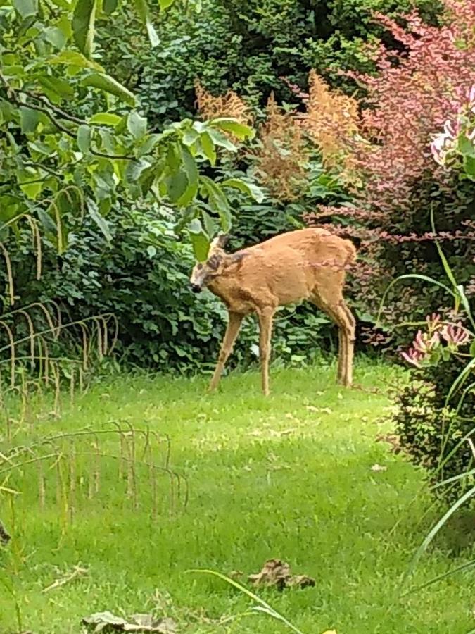 Charmantes Ferienhaus In Nordfriesland Humptrup Exteriör bild